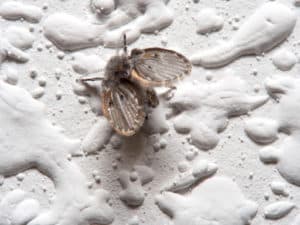 magnolia drain flies