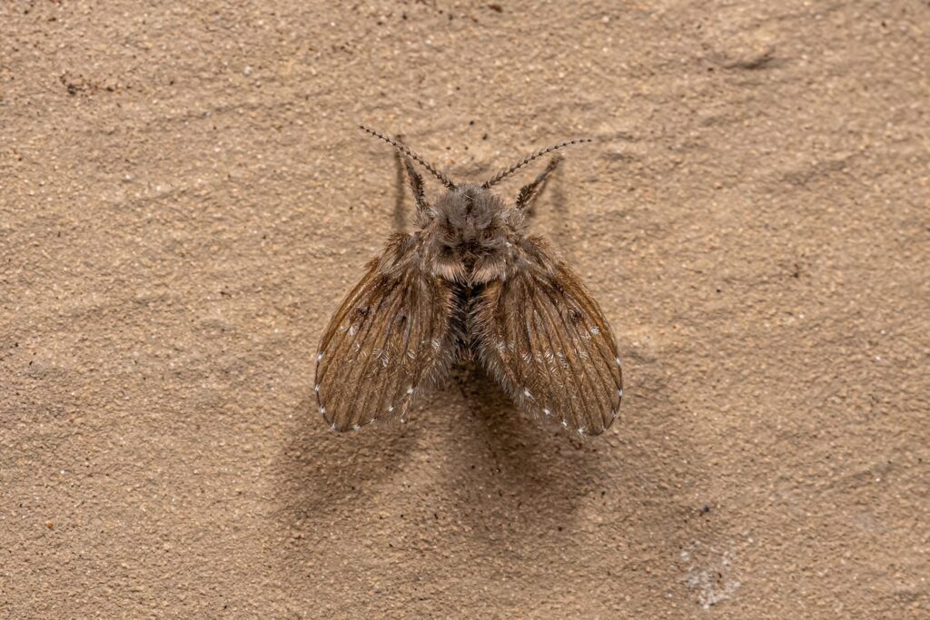 Moth midge aka drain fly